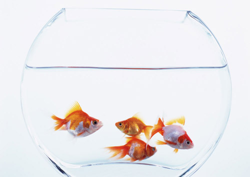 數(shù)量顏色有講究辦公室養(yǎng)魚風水知識